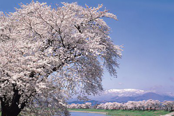 白石川堤一目千本桜